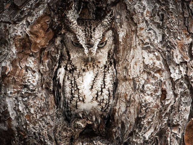 Eastern Screech Owl, Georgia