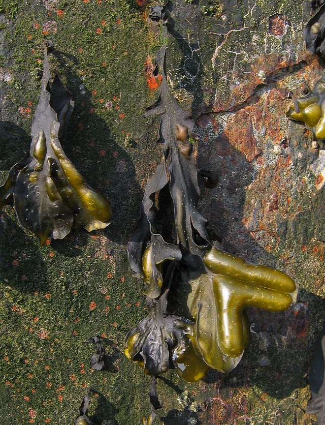 Algue brune fucus spiralis