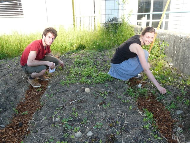 Faire pousser des légumes à récolter à la rentrée universitaires...