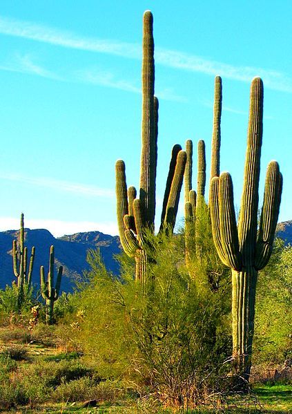 Cactus dans le désert