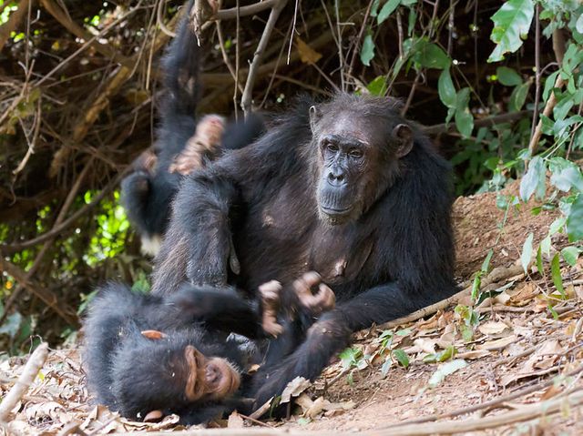 Chimpanzés