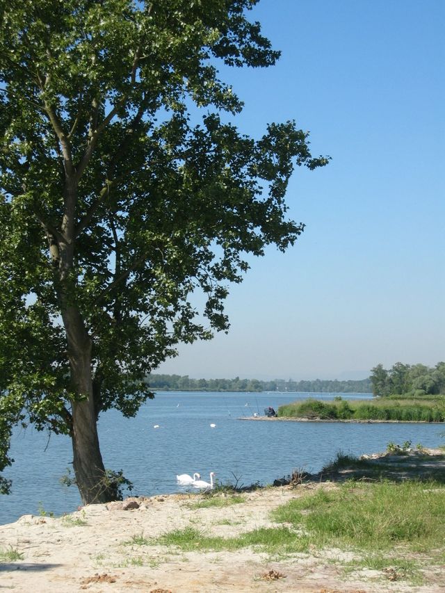 Le plan d'eau à Plobsheim (Bas-Rhin)