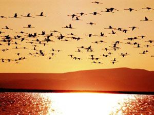 Migration d'oiseaux