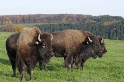 Le ranch des bisons de Petit Rederching