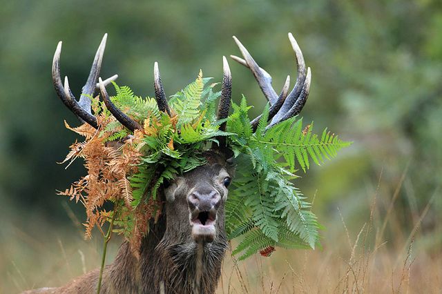 Brame cerf