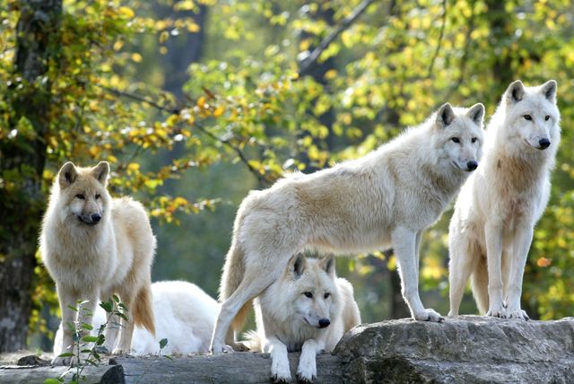 Loups blancs, Parc animalier de Sainte-Croix