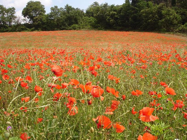 Champ de coquelicot