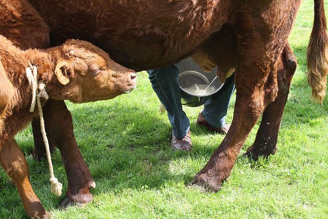 Traite de vache