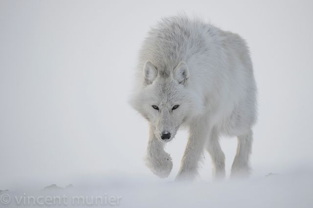 Loup d'Antarticque