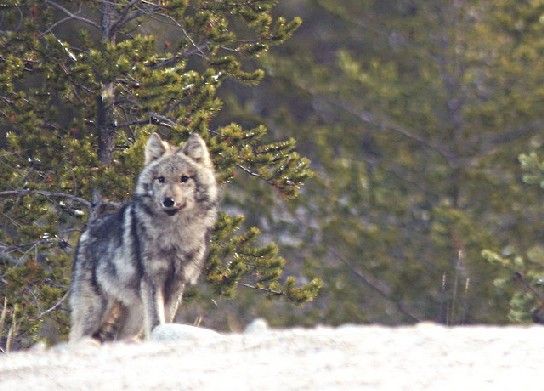 Un loup