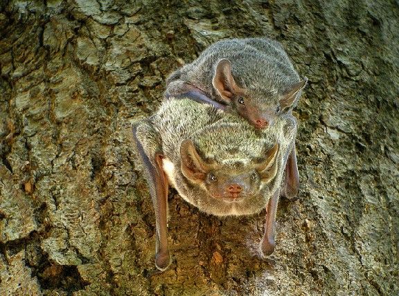 Mauritian Tomb Bat (Taphozus mauritianus), Ankarafantsika, Madagascar