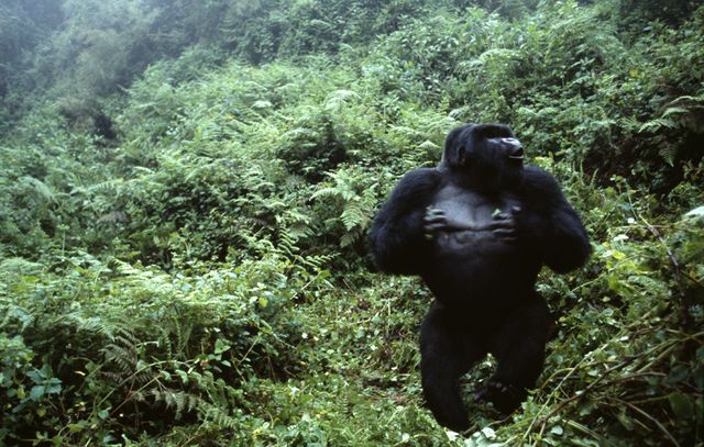 Cyril Ruoso // Gorille de montagne au Rwanda