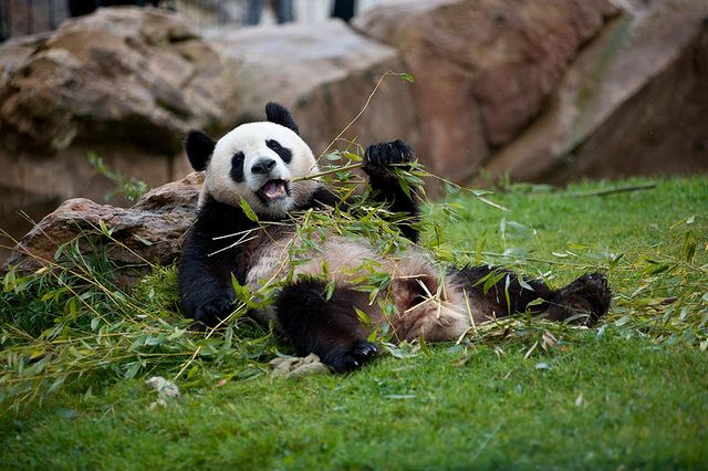 Un panda du zoo de Beauval