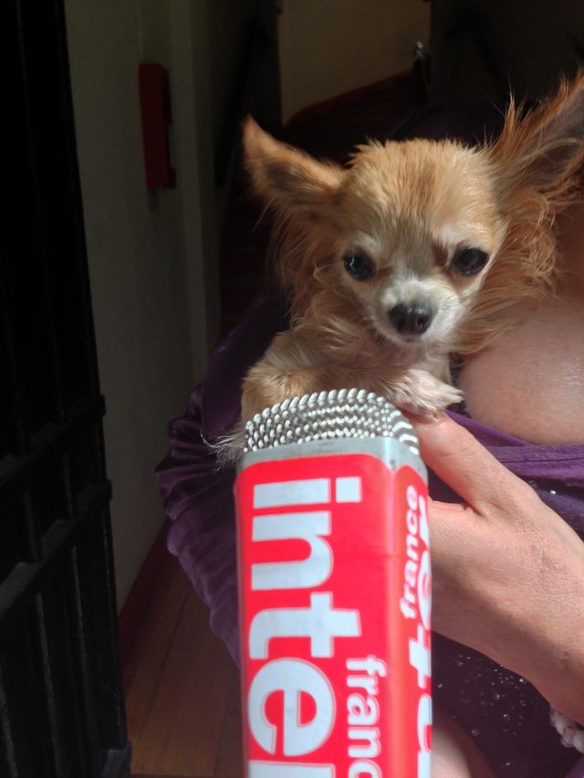 Chipie