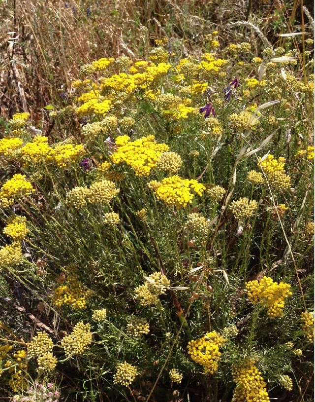 L'Immortelle d'Italie - Helichrysum italicum à Ajaccio juin 2013