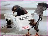Intelligence animale - version pigeon
