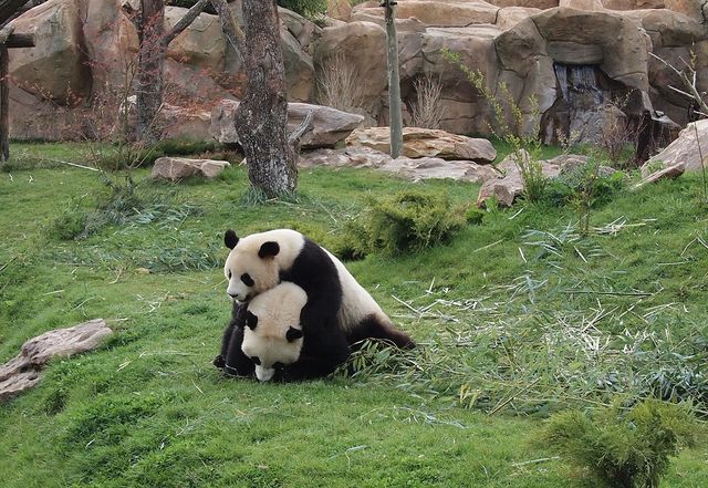 Un panda du zoo de Beauval