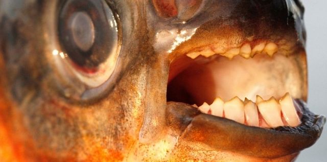 Le Pacu