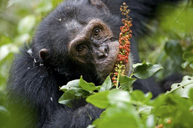 automédication chimpanzé