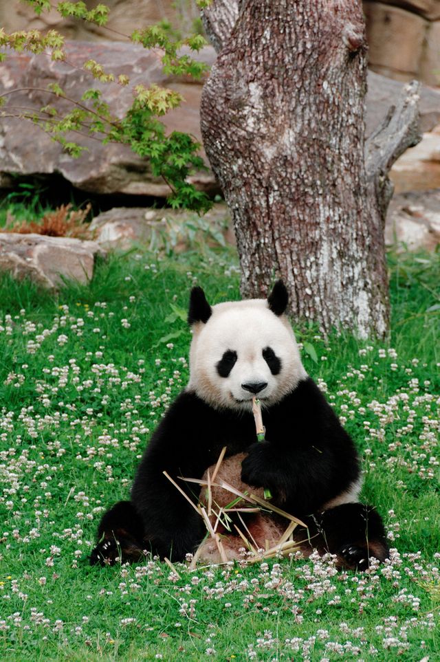 Un panda du zoo de Beauval