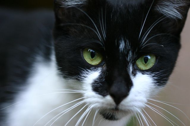 chat