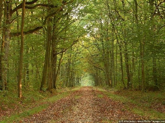 Forêt de Dourdan