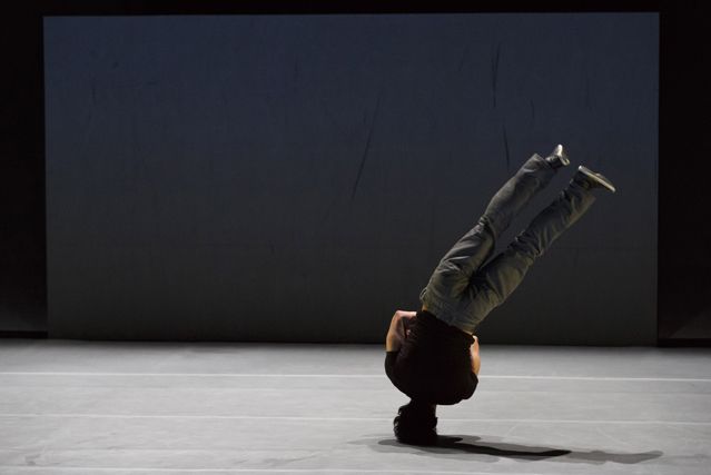 Acrobates