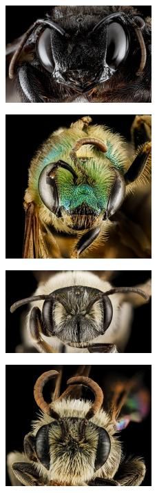 BeeUtiful capture café des science