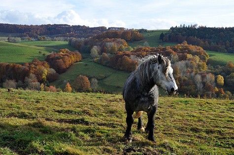 Percheron1