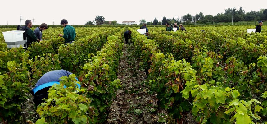 Vignes de l'appellation Pessac-Léognan