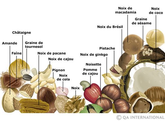 graines