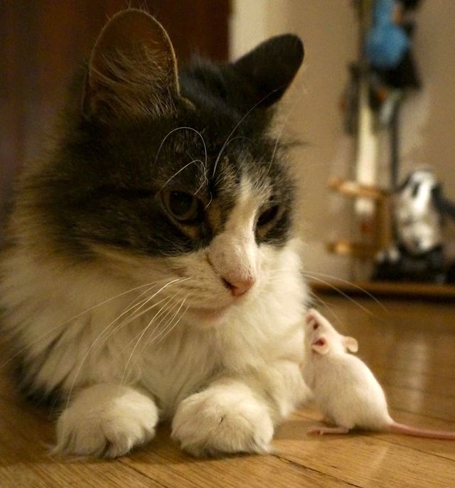 Souris suicidaire