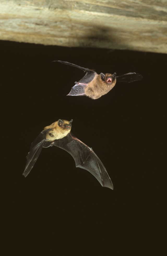 La pipistrelle