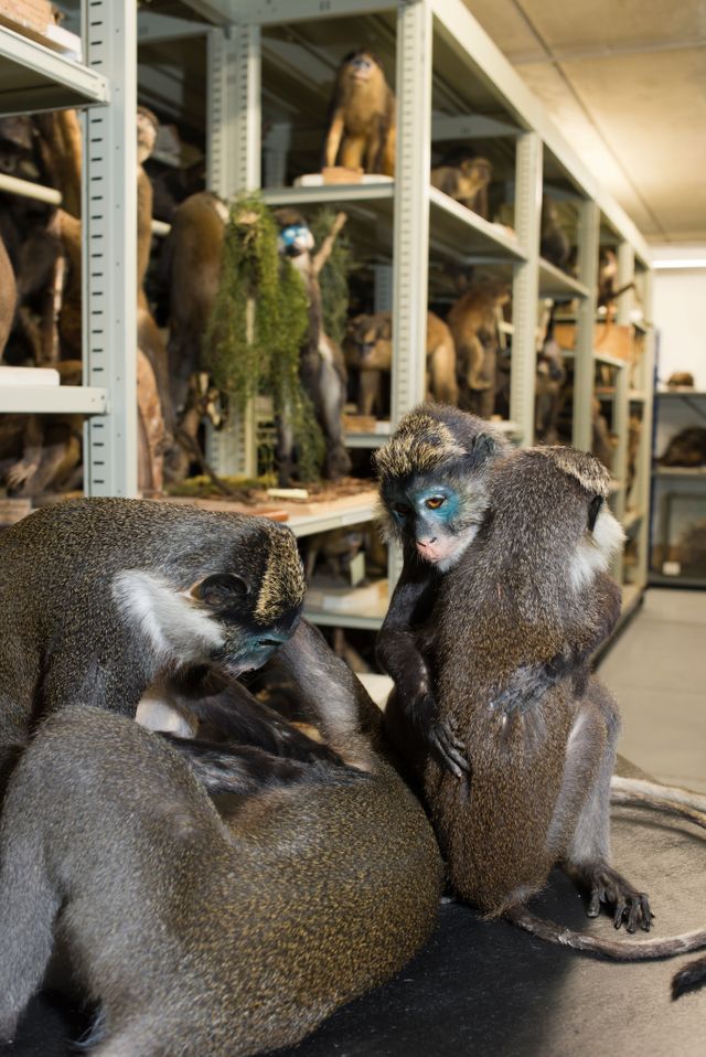 Musee Histoire Naturelle 2