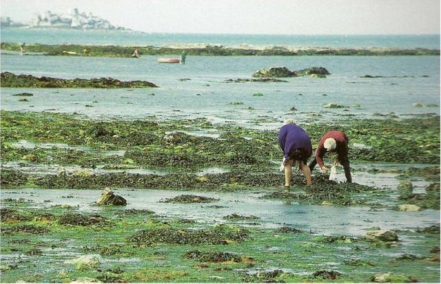 La pêche à pied