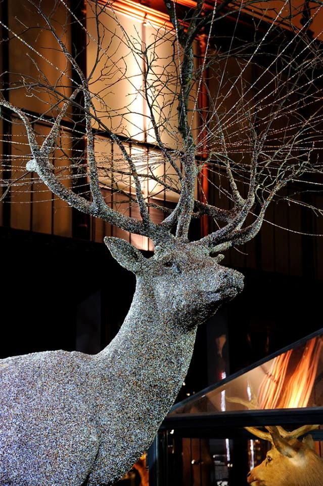 Nymphe de Cerf, Printemps, Julien Salaud