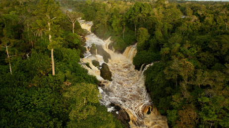 visuel forêt tropical - Il était une forêt