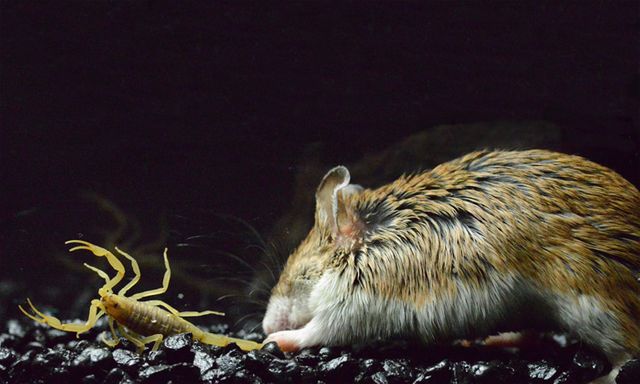 souris mangeuse de scorpions
