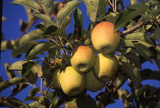 Laragne Monteglin (Hautes-Alpes) - Pommes