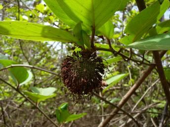 pêcher africain le Nauclea latifolia,