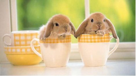 lapin
