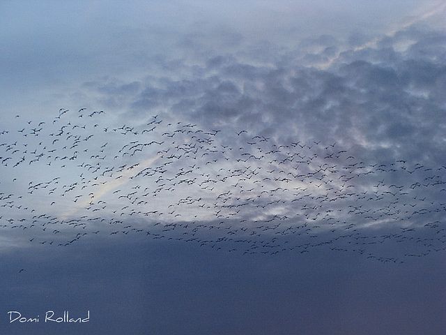 Oiseaux migrateurs
