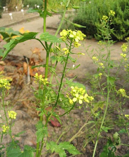 plants de moutarde blanche