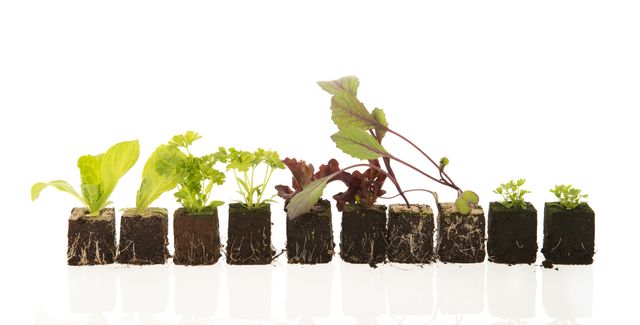 plants des légumes