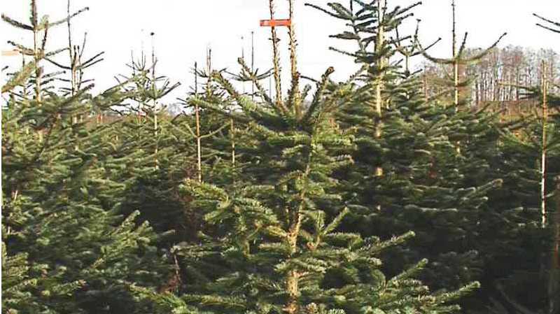 Sapin de Noël