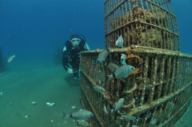 Sublimo, la nurserie des poissons