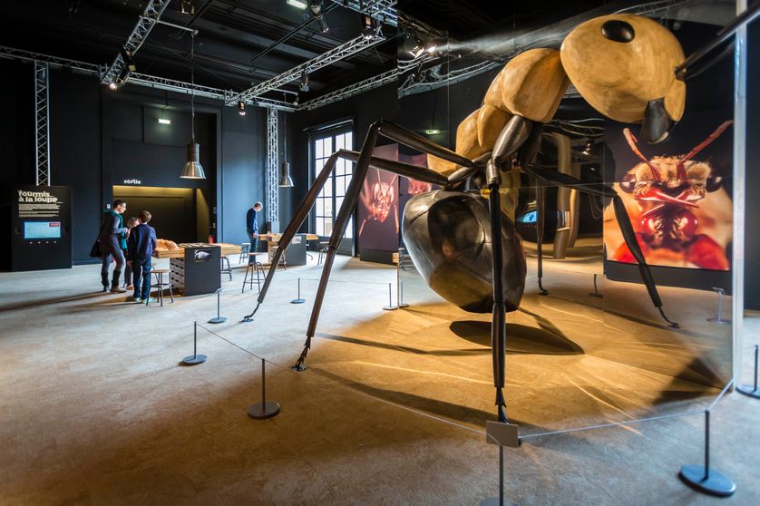 Exposition Mille milliards de fourmis au Palais de la découverte