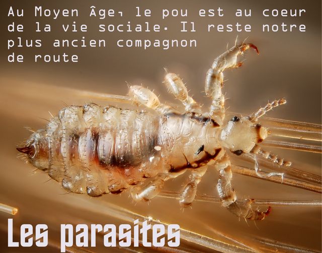 Parasite