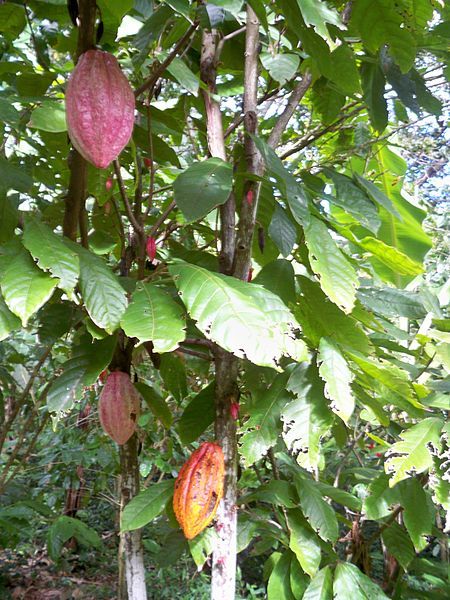Cabosses de cacao