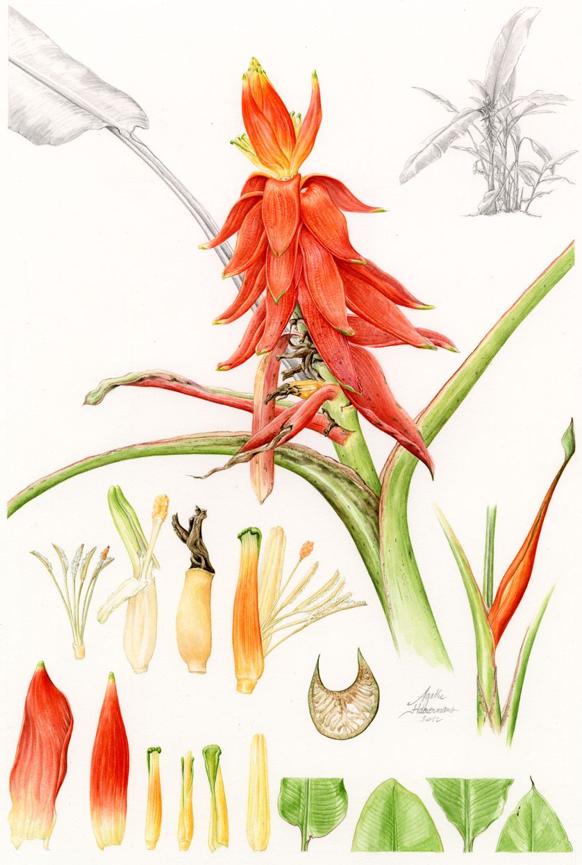 Musa haekkinenii